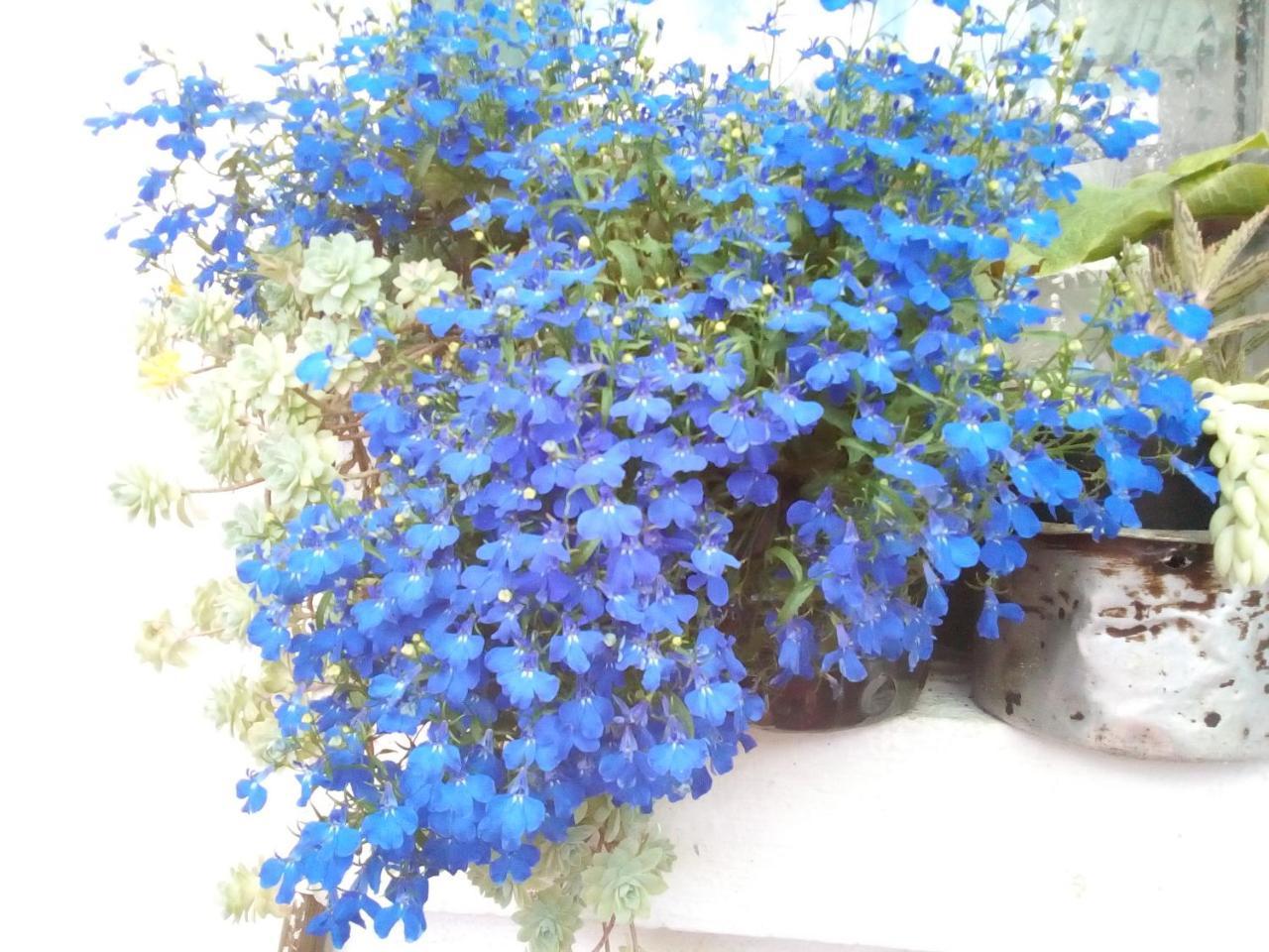 Hospedaje Bella Vista มอนกี ภายนอก รูปภาพ